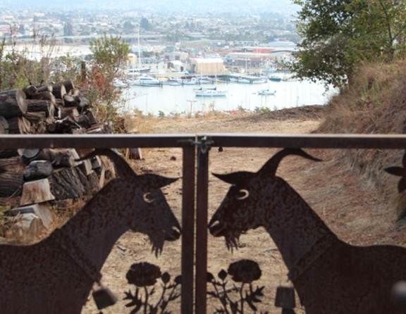 Live and kicking aren't the only version of goats on Butt's hilltop property (Photo: Sarah Phelan).